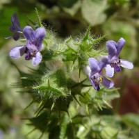 Mesosphaerum suaveolens (L.) Kuntze